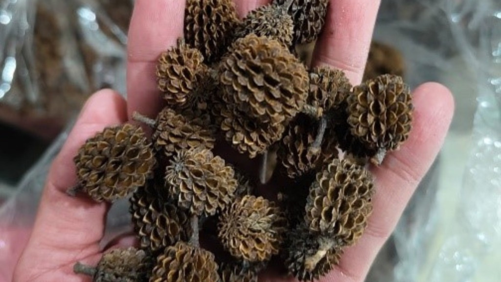 Casuarina Cones