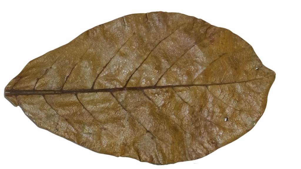 Catappa Leaves